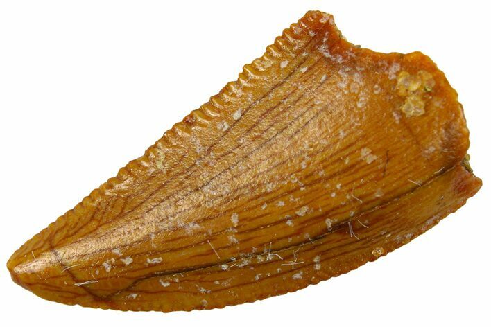 Serrated Raptor Tooth - Real Dinosaur Tooth #300840